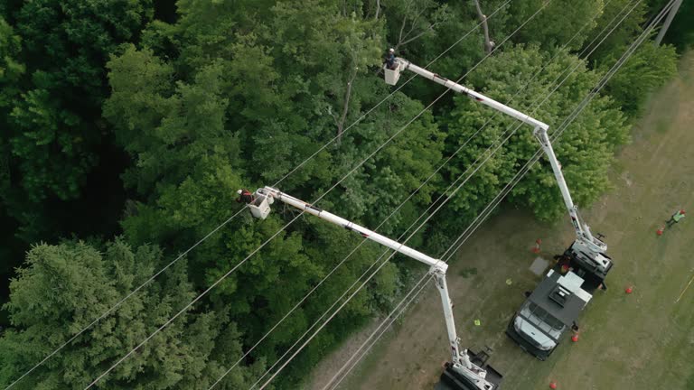 Best Utility Line Clearance  in Santa Cruz, CA